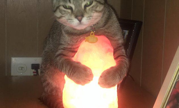 Any One Elses Cat Nap On A Salt Lamp Album On Imgur inside dimensions 3024 X 4032