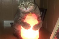 Any One Elses Cat Nap On A Salt Lamp Album On Imgur regarding measurements 3024 X 4032