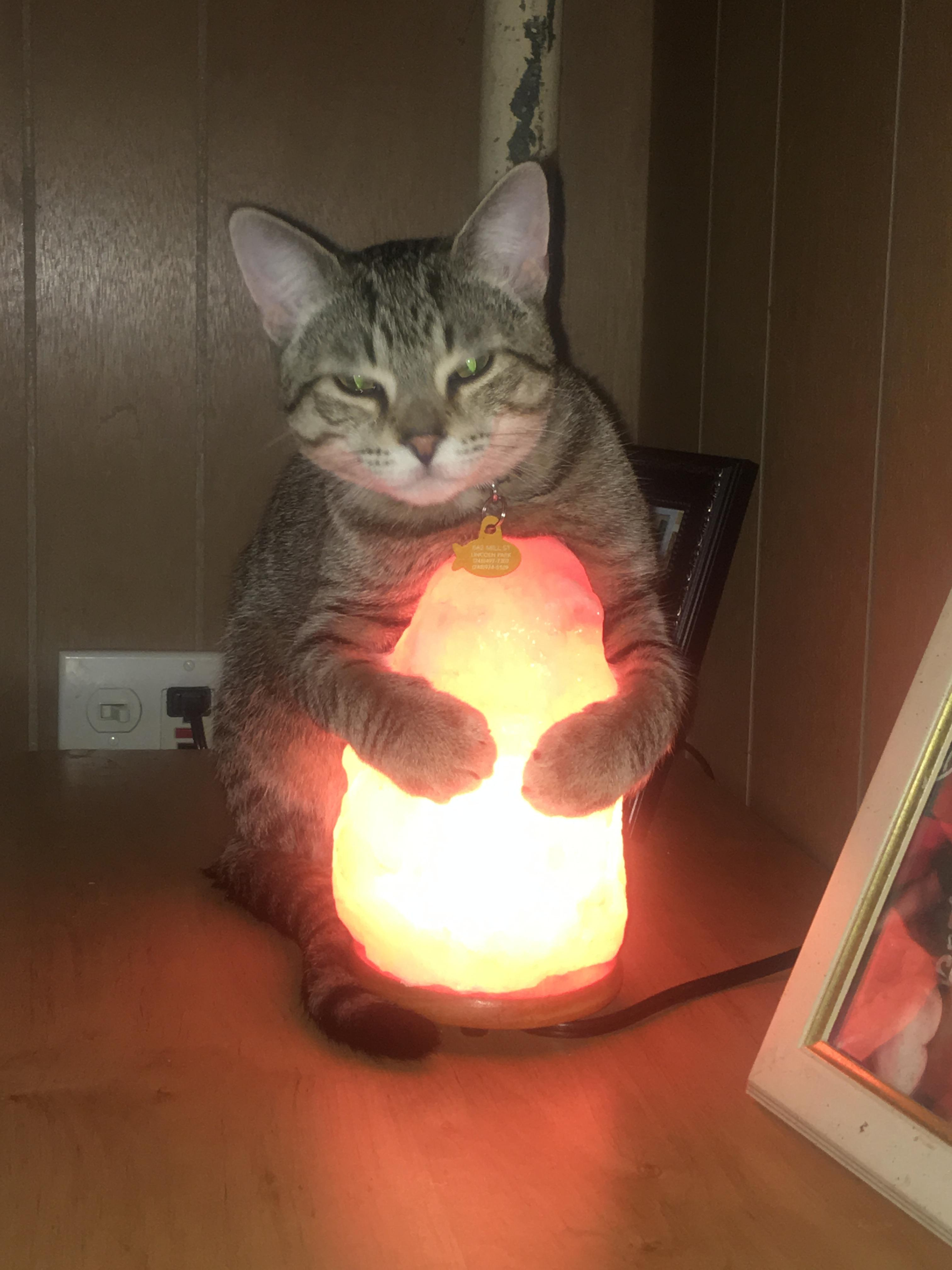 Any One Elses Cat Nap On A Salt Lamp Album On Imgur regarding measurements 3024 X 4032