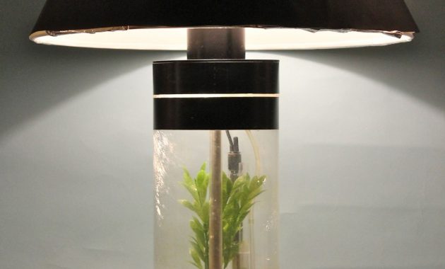 Aquarium Table Lamp Mini Aquarium Aquariums And Fish Tanks with regard to size 2100 X 1750