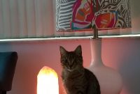 Got An Himalayan Salt Lamp And My Cat Has Not Moved From That Spot regarding size 3024 X 4032