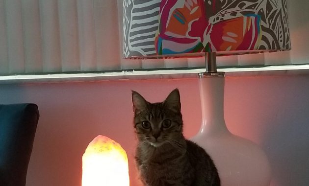 Got An Himalayan Salt Lamp And My Cat Has Not Moved From That Spot regarding size 3024 X 4032