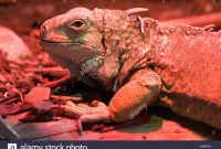 Iguana Basks Under An Infrared Heat Lamp Trotters Wildlife Park Zoo intended for proportions 1300 X 956