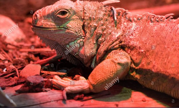 Iguana Basks Under An Infrared Heat Lamp Trotters Wildlife Park Zoo intended for proportions 1300 X 956