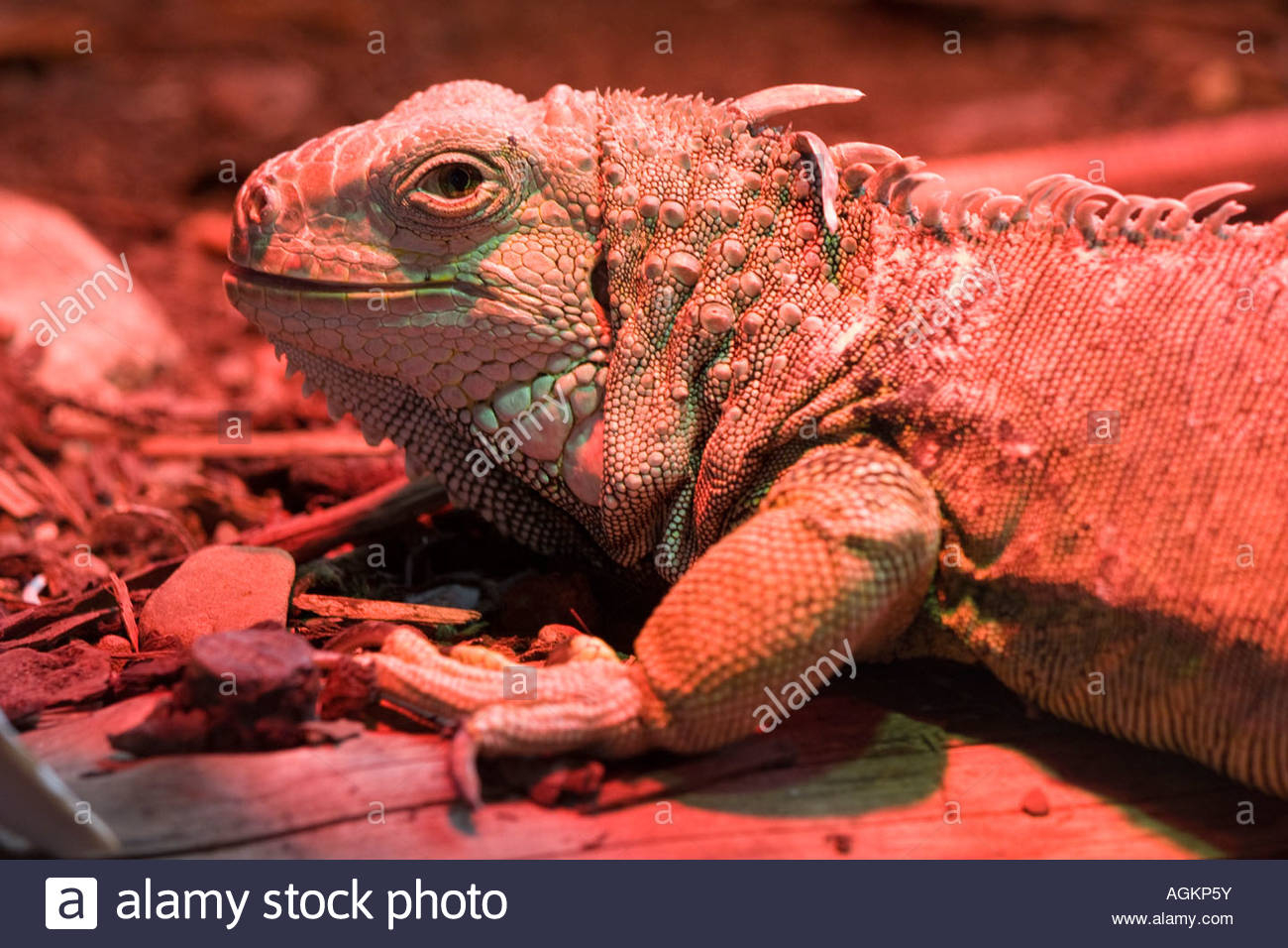 Iguana Basks Under An Infrared Heat Lamp Trotters Wildlife Park Zoo intended for proportions 1300 X 956