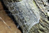 Lampshade Spider Web Xmiphistox On Deviantart pertaining to dimensions 1024 X 768