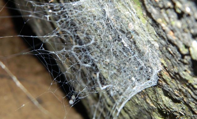 Lampshade Spider Web Xmiphistox On Deviantart pertaining to dimensions 1024 X 768