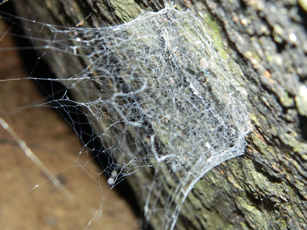 Lampshade Spider Web Xmiphistox On Deviantart pertaining to dimensions 1024 X 768