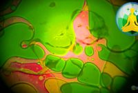 Lava Lamp Space Projector Green Yellow Red Meditation Music with size 1920 X 1080