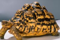 Leopard Tortoise Zoo Med Laboratories Inc throughout measurements 1800 X 1043