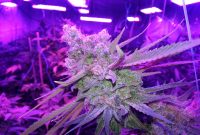 Let There Be Light Marijuana Grow Lamps in dimensions 3264 X 2448