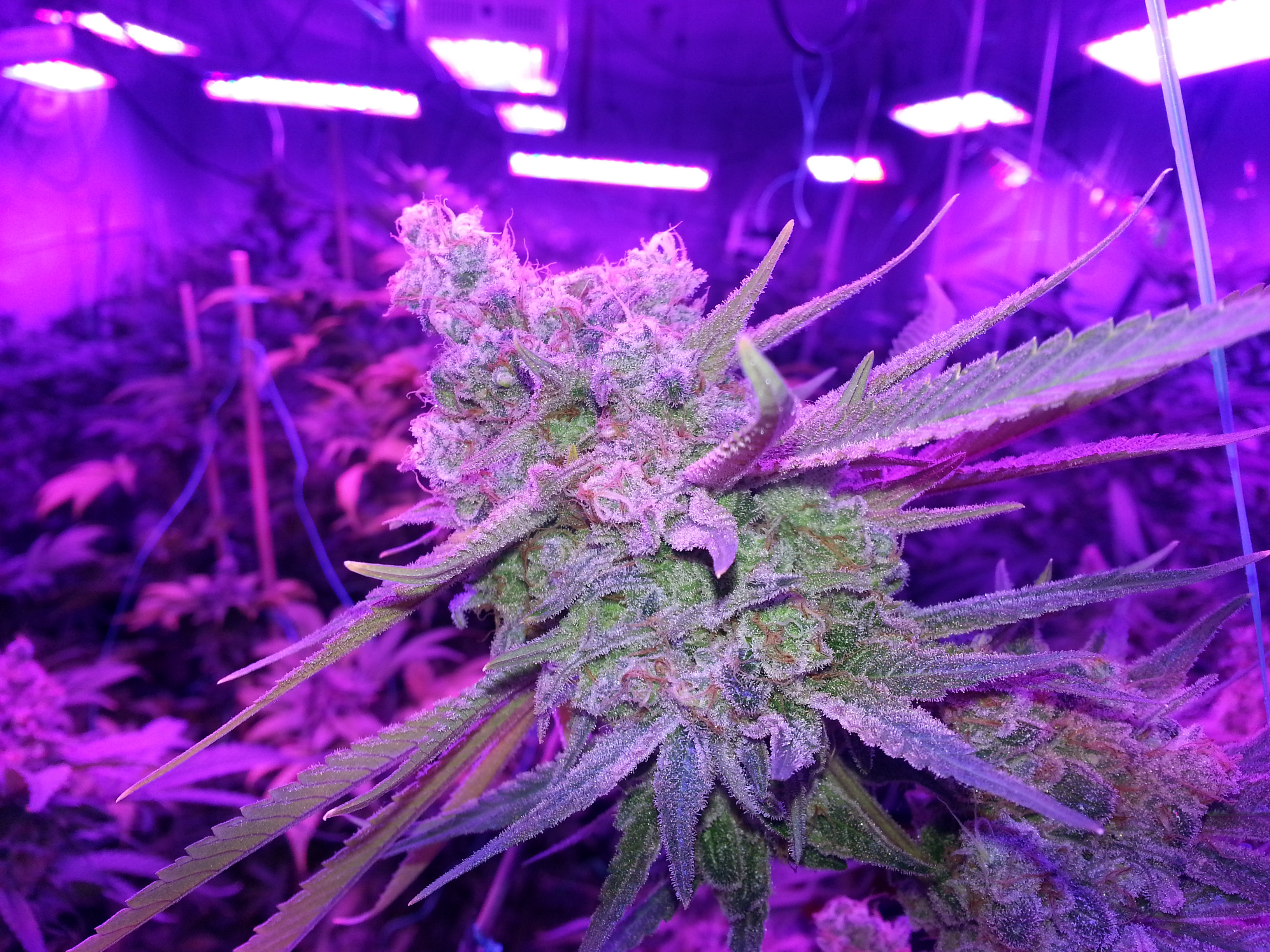 Let There Be Light Marijuana Grow Lamps in dimensions 3264 X 2448