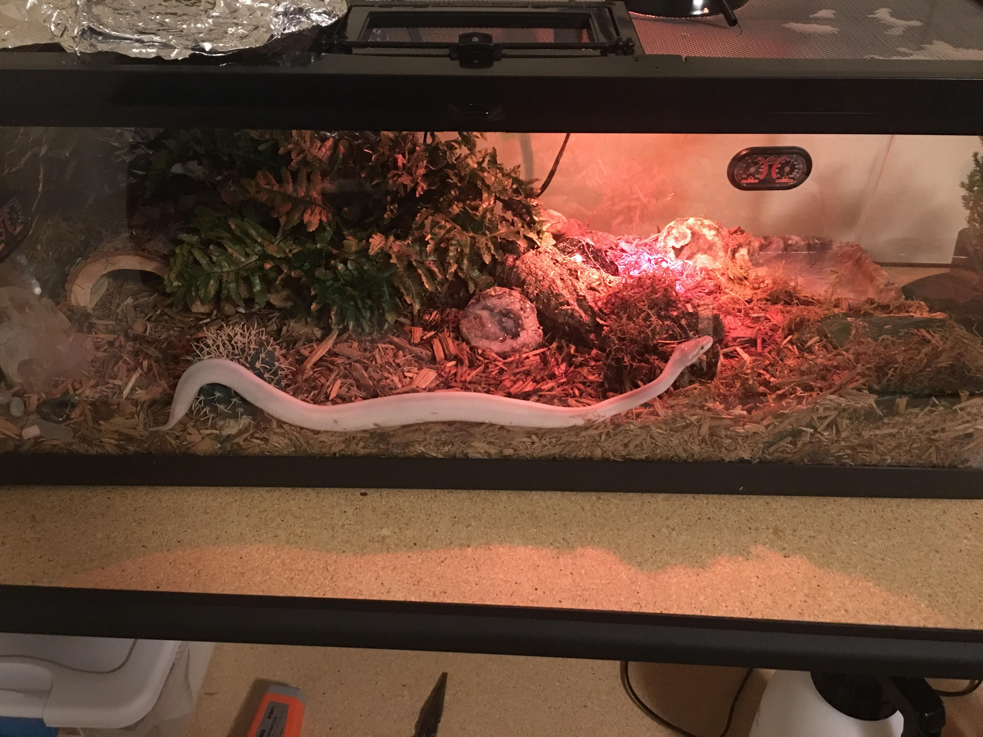 Rare Ball Python Heat Lamp Just Got My First Today Her Name Is with regard to measurements 4032 X 3024