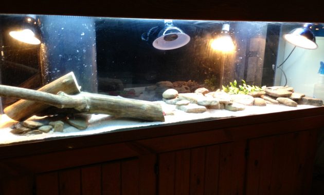 Too Many Heat Lamps Please Help Bearded Dragon Org within size 2048 X 1536