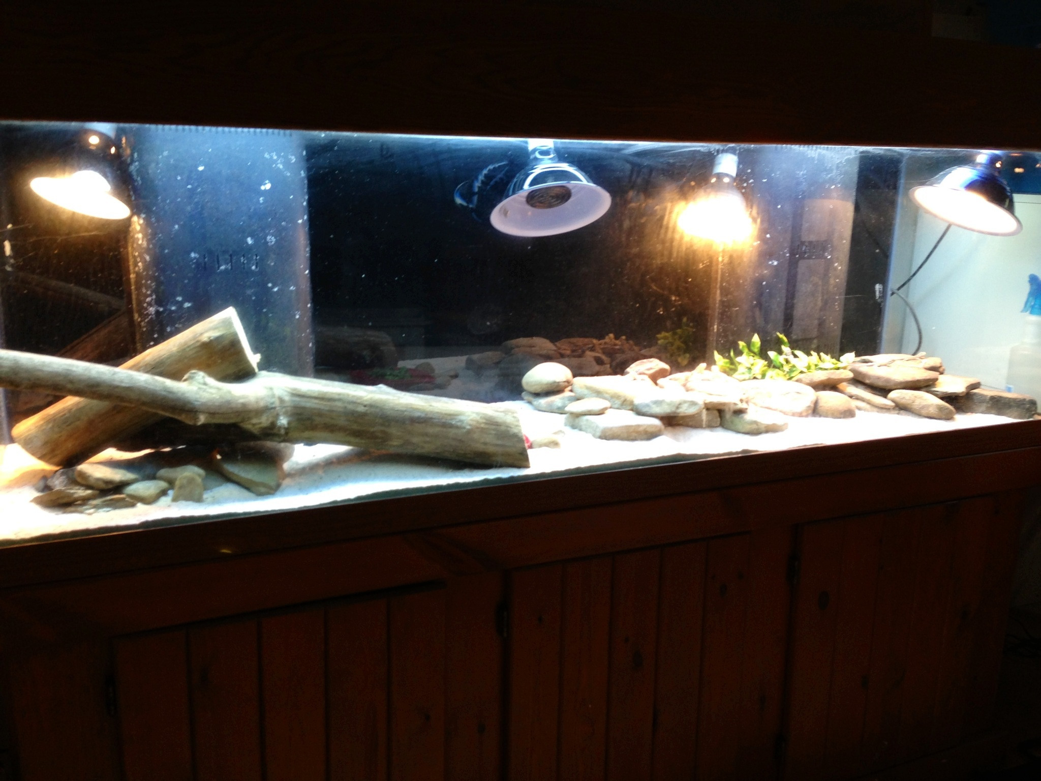 Too Many Heat Lamps Please Help Bearded Dragon Org within size 2048 X 1536