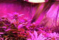 Which Led Grow Lights Are Best For Growing Cannabis Grow Weed Easy with size 896 X 1200