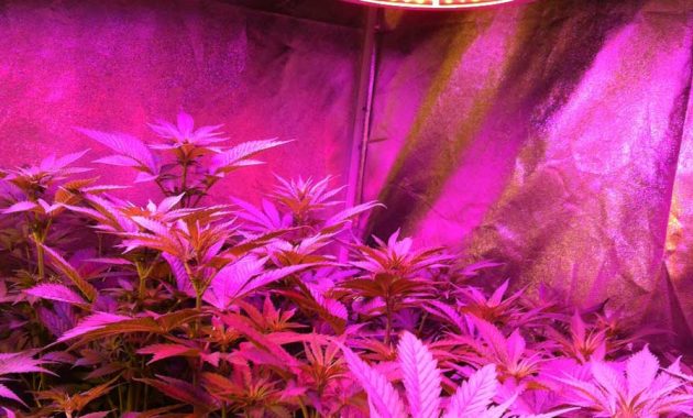 Which Led Grow Lights Are Best For Growing Cannabis Grow Weed Easy with size 896 X 1200