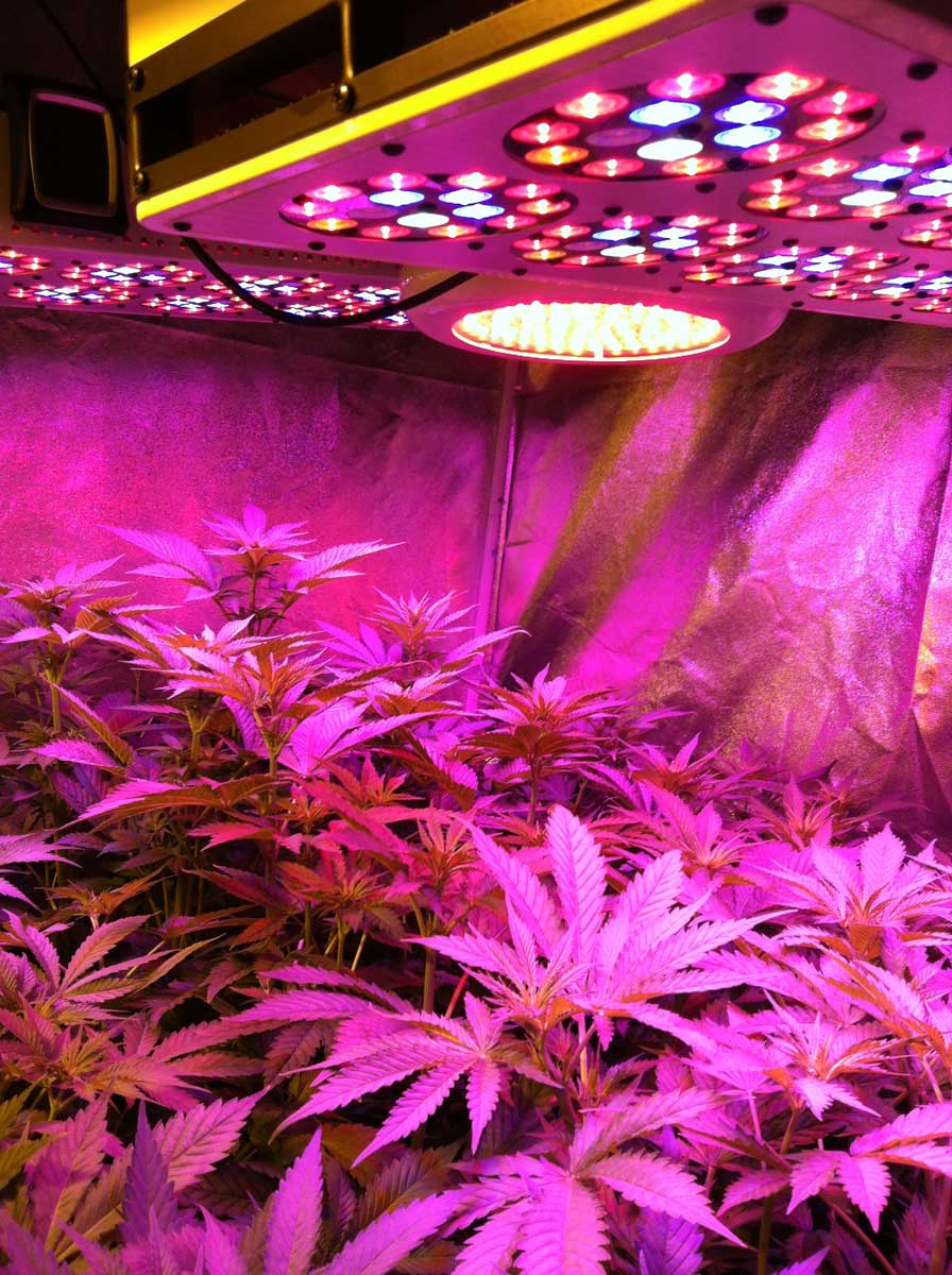 Which Led Grow Lights Are Best For Growing Cannabis Grow Weed Easy with size 896 X 1200