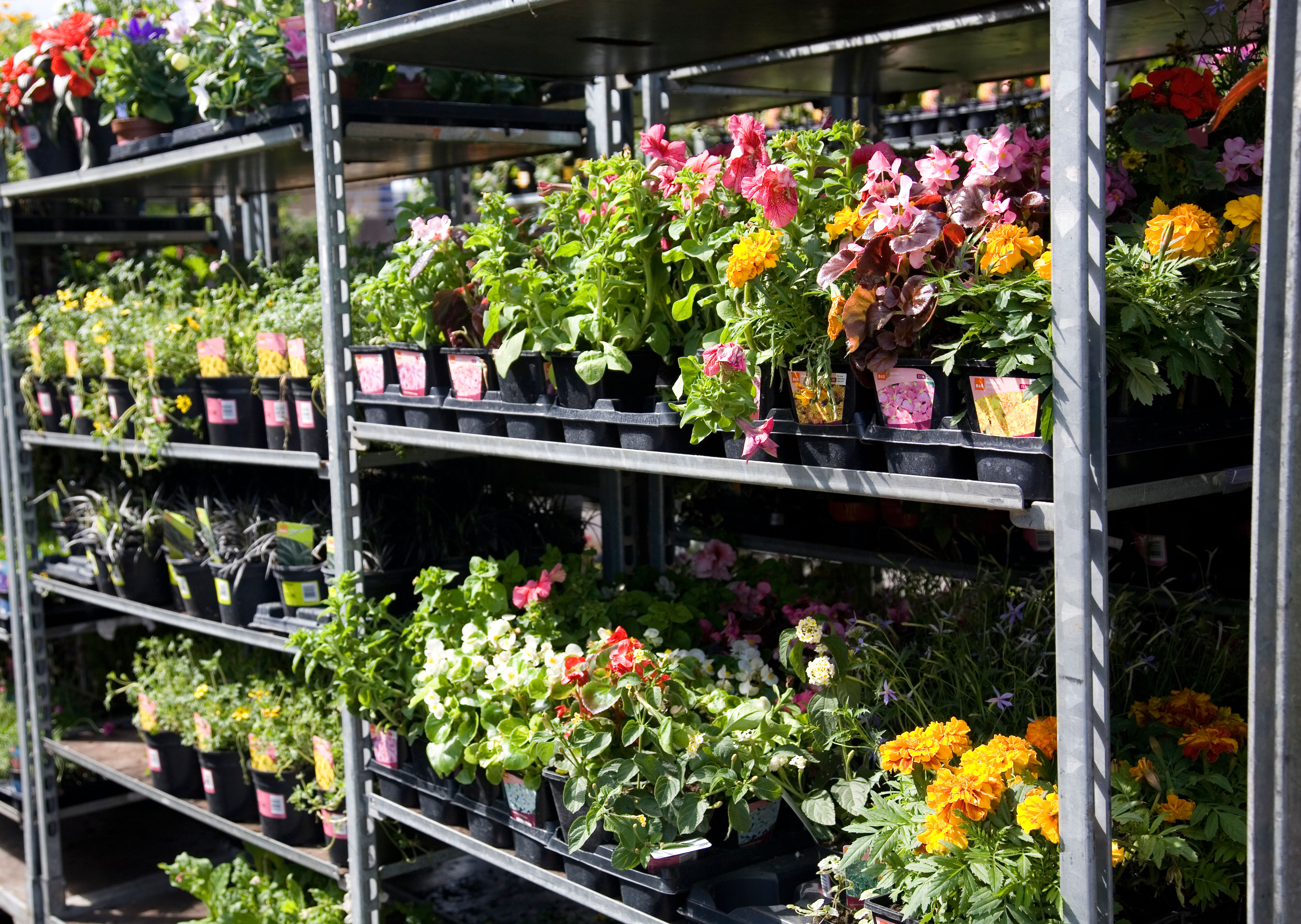 Bq Is Doing 20 Off Plants This Weekend If You Want To intended for sizing 5126 X 3641