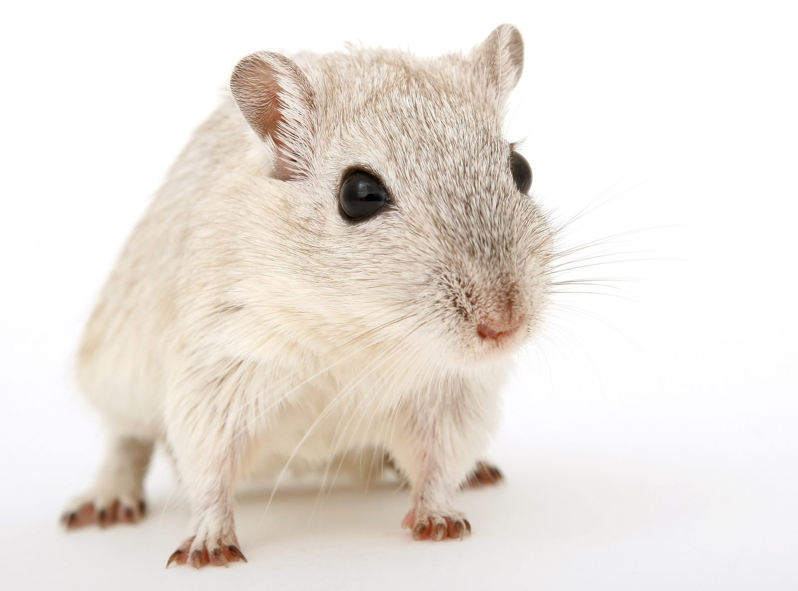 Does Car Insurance Cover Rodent Damage in dimensions 1600 X 1184