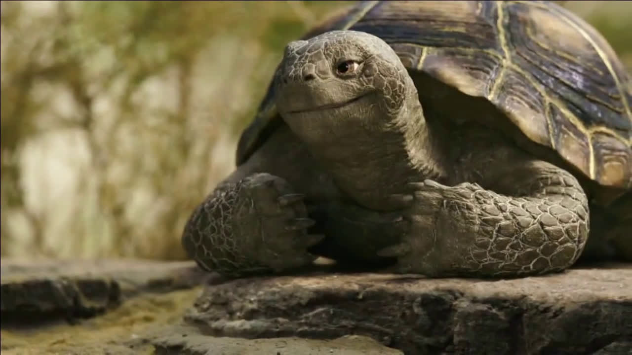 Geico The Talk Of The Turtles Ad Commercial On Tv 2020 with dimensions 1280 X 720