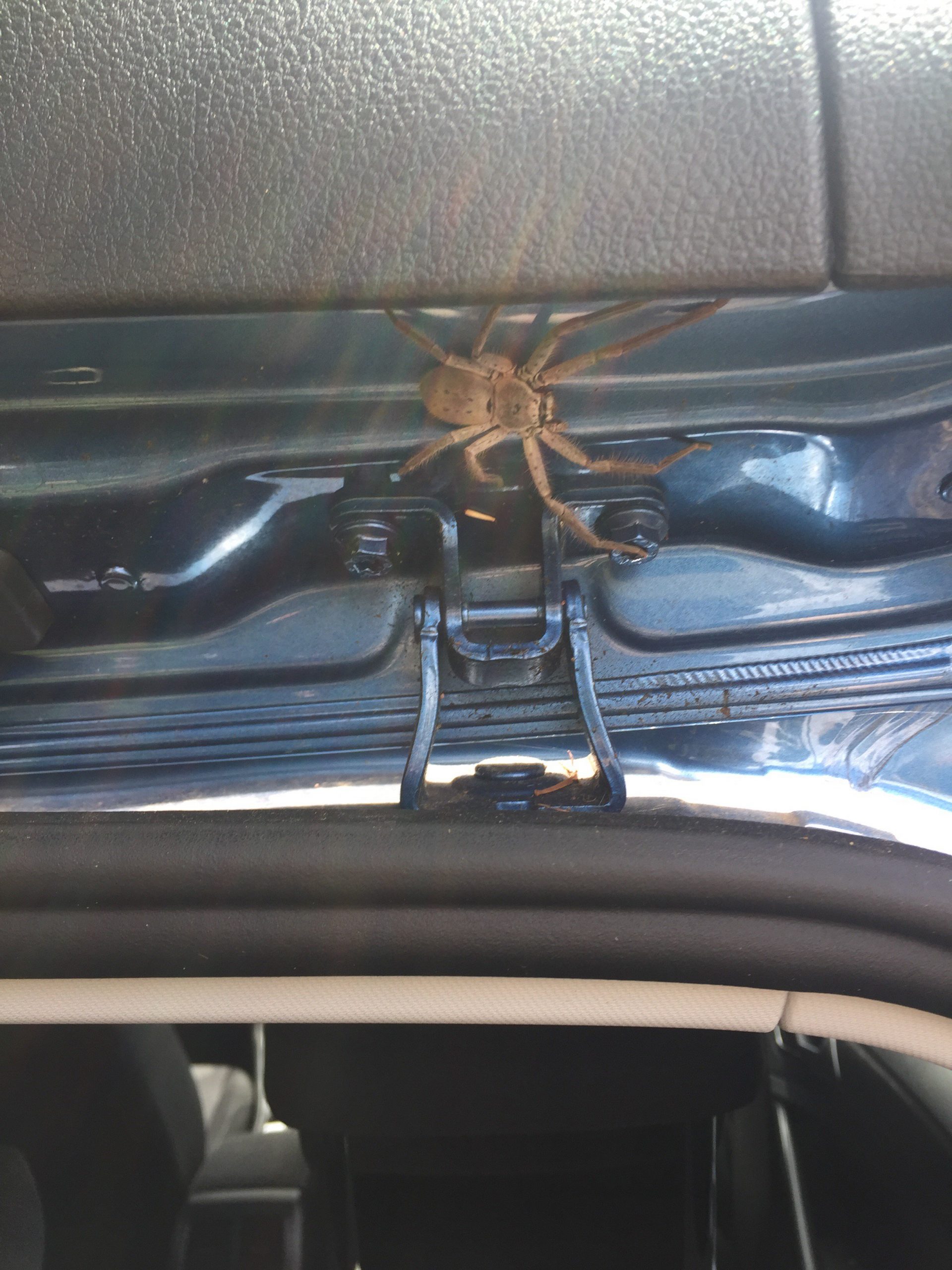 Just A Big Huntsman Australia in sizing 2448 X 3264