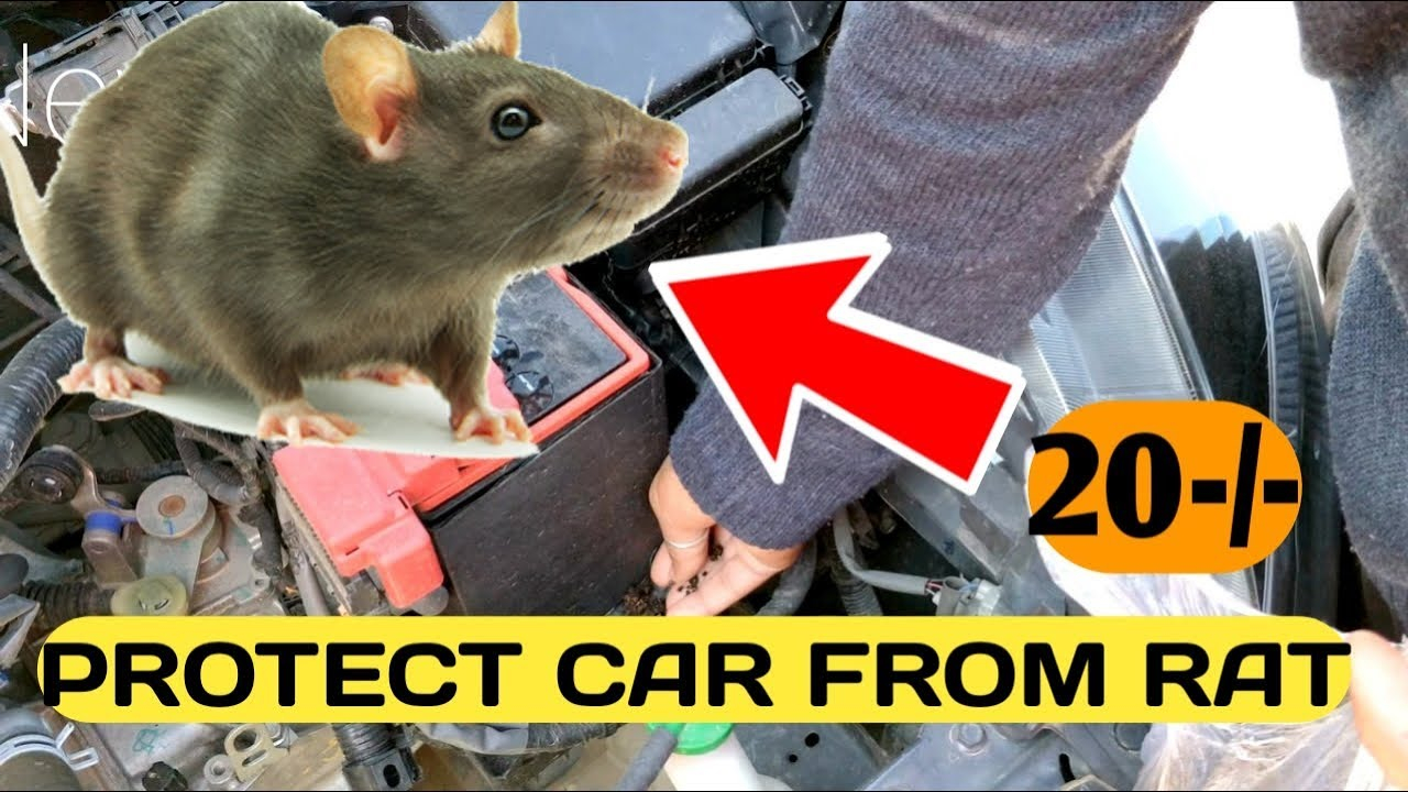 Protect Car From Rats Rodents Home Tobacco Way within measurements 1280 X 720