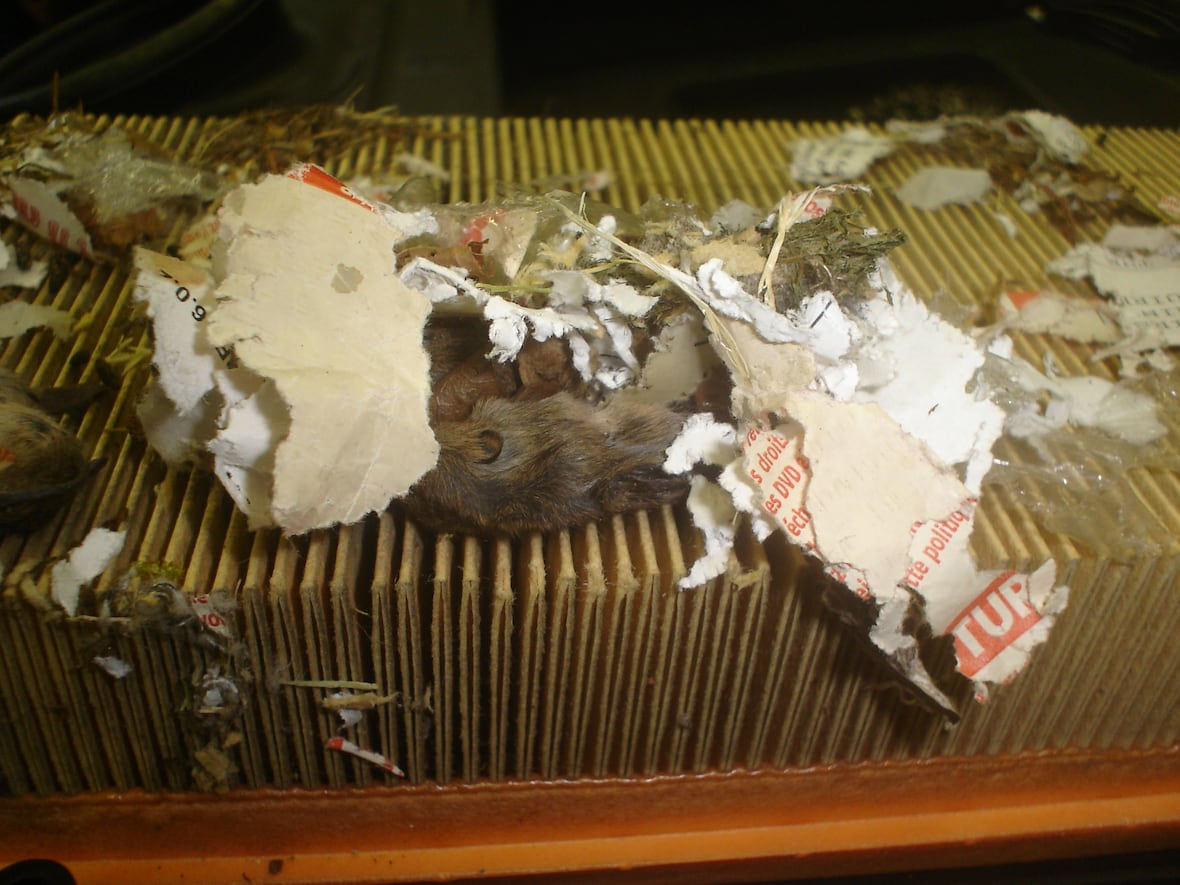 Rat Damaged Car Engine Leads To 15k Repair Bill Cbc News with regard to sizing 1180 X 885