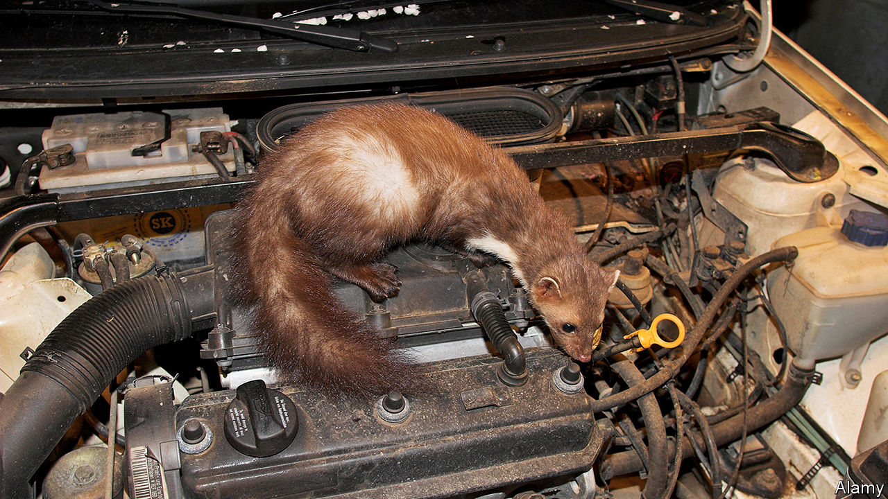 The Marten Menace Whats Cute Furry And Can Disable A with regard to measurements 1280 X 720